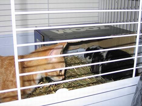 Huskat Garfield - Lige inde og besøge pjuske :P billede 5