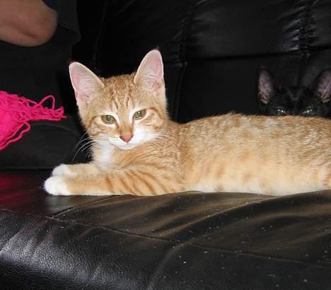 Huskat Garfield billede 6