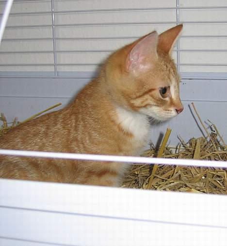 Huskat Garfield billede 7