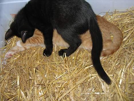 Huskat Garfield billede 8