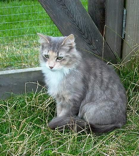 Norsk Skovkat Sonneholt´s Amanda - Det er så mig der er Amanda. billede 1