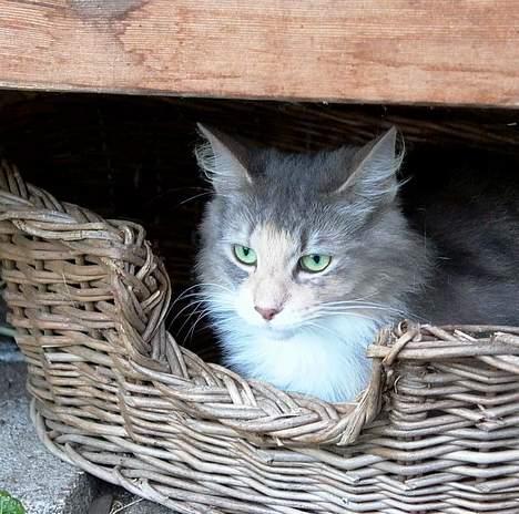 Norsk Skovkat Sonneholt´s Amanda - Det var da en dejlig kurv jeg fant mig billede 2