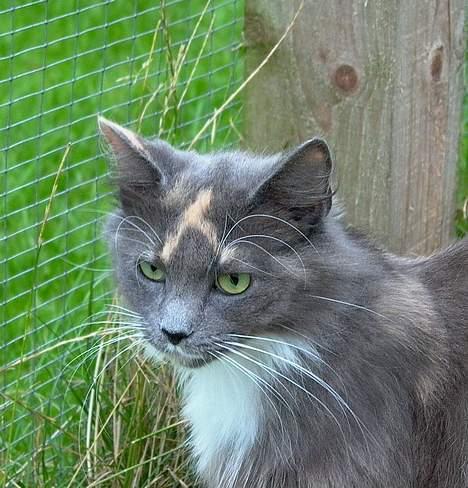 Norsk Skovkat Sonneholt´s Alma - Hvis du vil vide noget så spørg mig........ billede 1