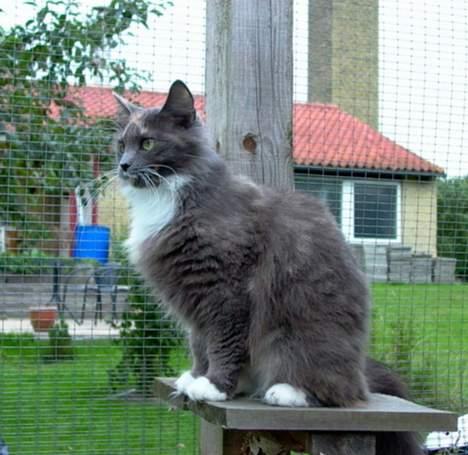 Norsk Skovkat Sonneholt´s Alma - Et godt overblik det er sagen....... billede 2