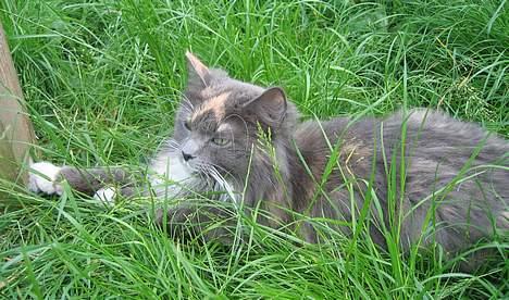 Norsk Skovkat Sonneholt´s Alma billede 3