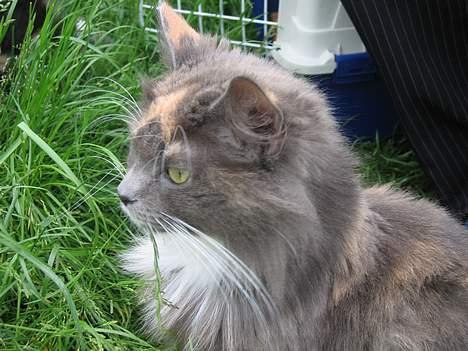 Norsk Skovkat Sonneholt´s Alma billede 4