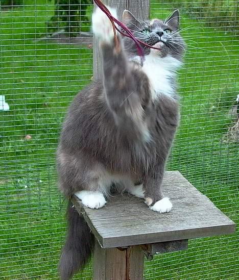 Norsk Skovkat Sonneholt´s Alma billede 5