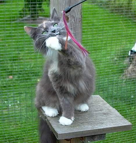 Norsk Skovkat Sonneholt´s Alma billede 6