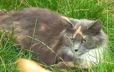 Norsk Skovkat Sonneholt´s Alma billede 7