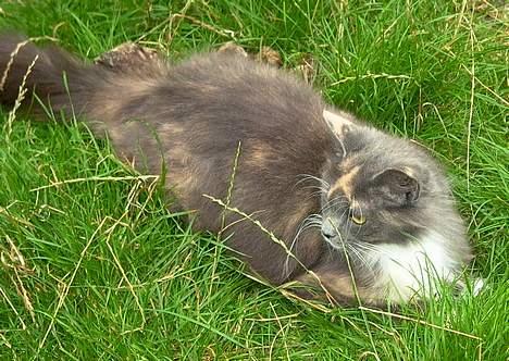 Norsk Skovkat Sonneholt´s Alma billede 8