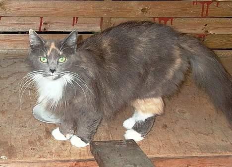 Norsk Skovkat Sonneholt´s Alma billede 9
