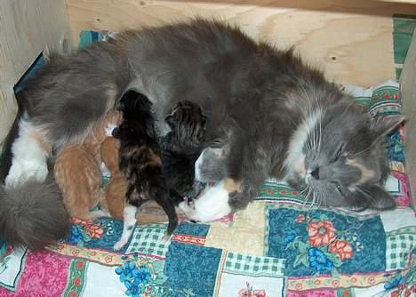 Norsk Skovkat Sonneholt´s Alma billede 10