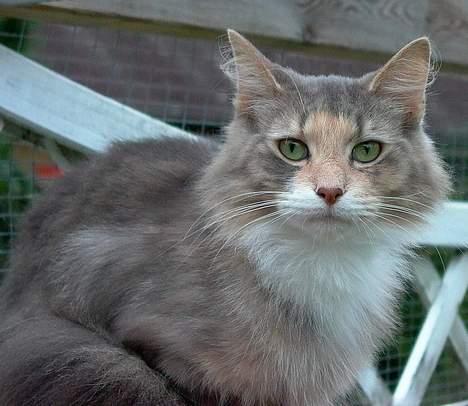 Norsk Skovkat Sonneholt´s Amanda billede 3