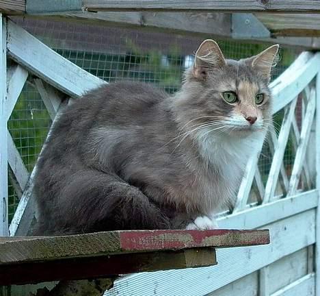 Norsk Skovkat Sonneholt´s Amanda billede 4