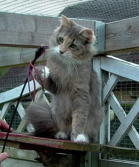 Norsk Skovkat Sonneholt´s Amanda billede 5