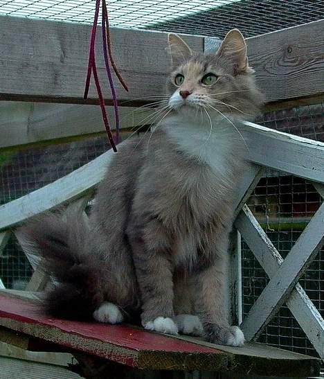 Norsk Skovkat Sonneholt´s Amanda billede 6