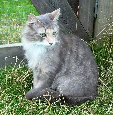 Norsk Skovkat Sonneholt´s Amanda billede 7