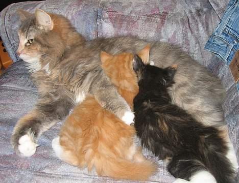 Norsk Skovkat Sonneholt´s Amanda billede 8