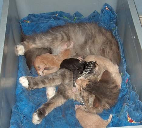 Norsk Skovkat Sonneholt´s Amanda billede 9