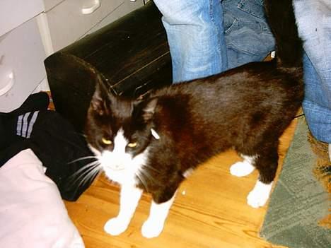 Blanding af racer mads billede 17