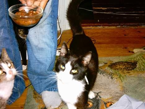 Blanding af racer mads billede 18