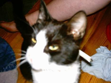 Blanding af racer mads billede 19