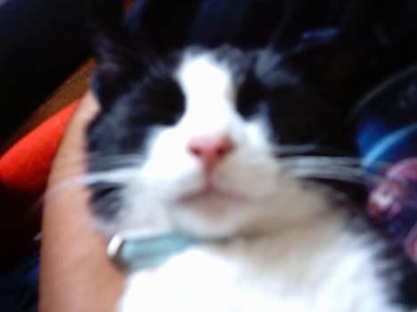 Blanding af racer mads billede 20