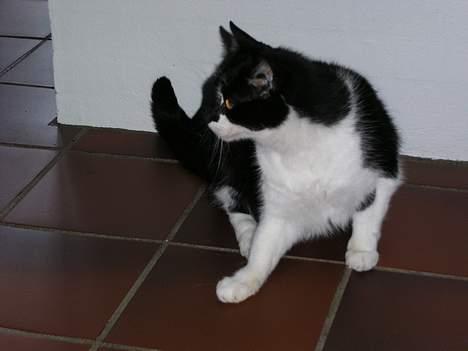 Huskat Bilbo  (aflivet) - her sidder han og venter på mad billede 1