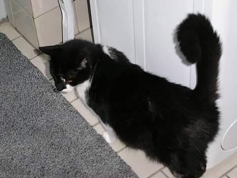 Huskat Bilbo  (aflivet) - gnider sig lidt op af væggen for at være chamerende  billede 2