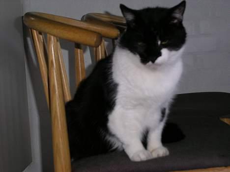 Huskat Bilbo  (aflivet) - er lige vågnet op fra sin lur billede 3