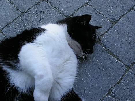 Huskat Bilbo  (aflivet) - ruller sig lidt i sandet billede 4