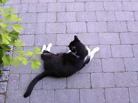 Huskat Bilbo  (aflivet) billede 5