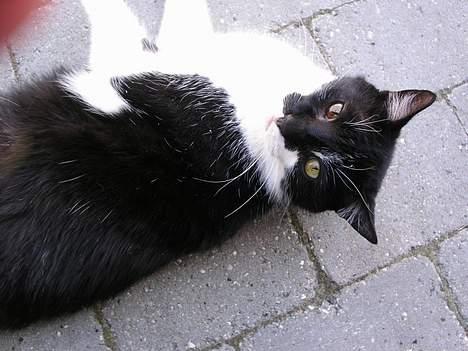 Huskat Bilbo  (aflivet) - viser sine underlige øjne billede 6