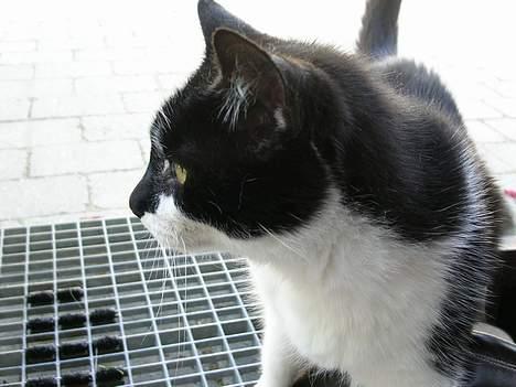 Huskat Bilbo  (aflivet) billede 7