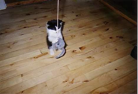 Blanding af racer O'malley billede 7