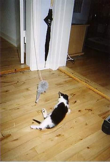 Blanding af racer O'malley billede 8