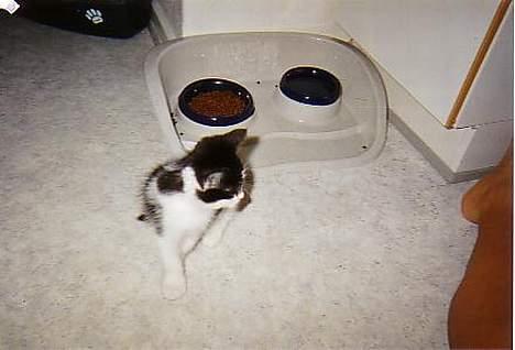 Blanding af racer O'malley billede 9