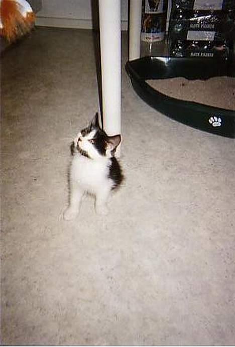 Blanding af racer O'malley billede 10