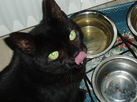 Blanding af racer Perle #død# - er hun ik fræk.. hun rækker tunge til kameraet.. billede 1