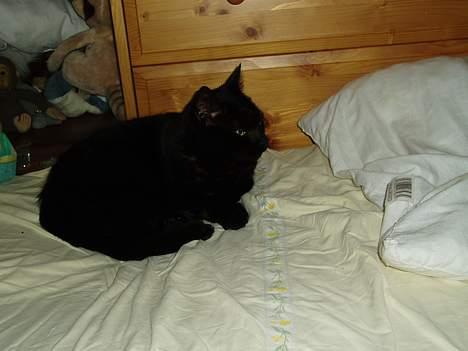 Blanding af racer Perle #død# - Perle som ligger i min seng.. billede 2