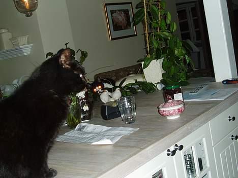Blanding af racer Perle #død# - Perle på køkken bordet og min anden kat i baggrunden.. billede 3