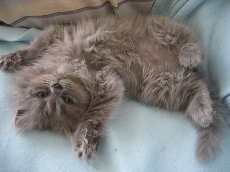 Perser Fiona - Her gør jeg mig lækker....*S* billede 1