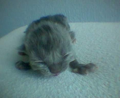 Perser Fiona - ca.2dage gammel. billede 2