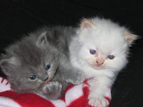 Perser Fiona - Cornelius og Fiona... billede 4