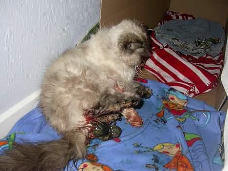 Perser Fiona - Her bliver jeg født! billede 5