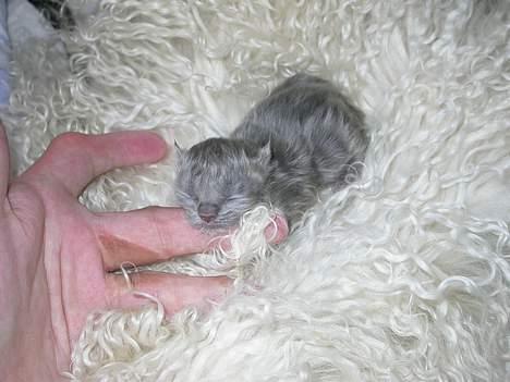 Perser Fiona - her er jeg ca. 2 dage.. billede 6