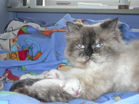 Perser Fiona - "Her er min Mor" (hele min familie) billede 7