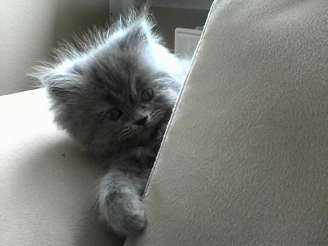 Perser Fiona billede 8