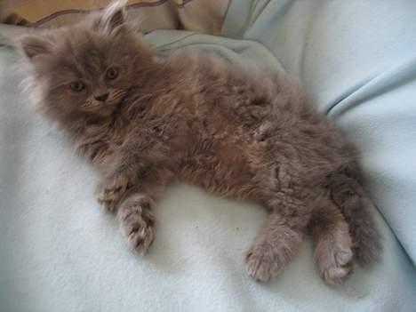 Perser Fiona billede 9