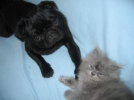 Perser Fiona - Min BEDSTE ven mops Svend. billede 10